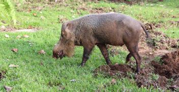 Wild Bearded Pig, Bako National Park