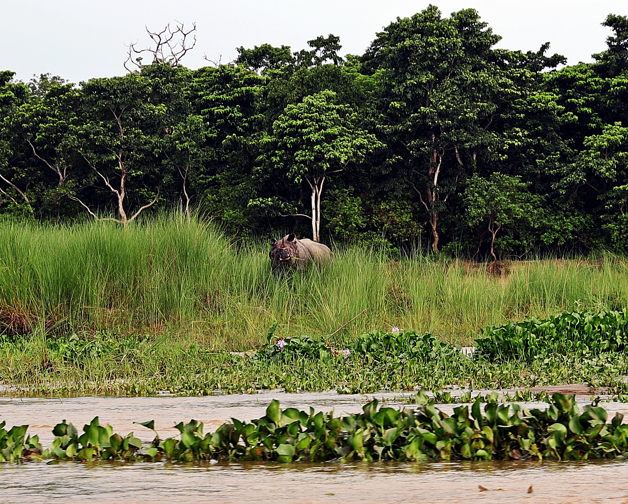 One-horned rhino, Chitwan National Park