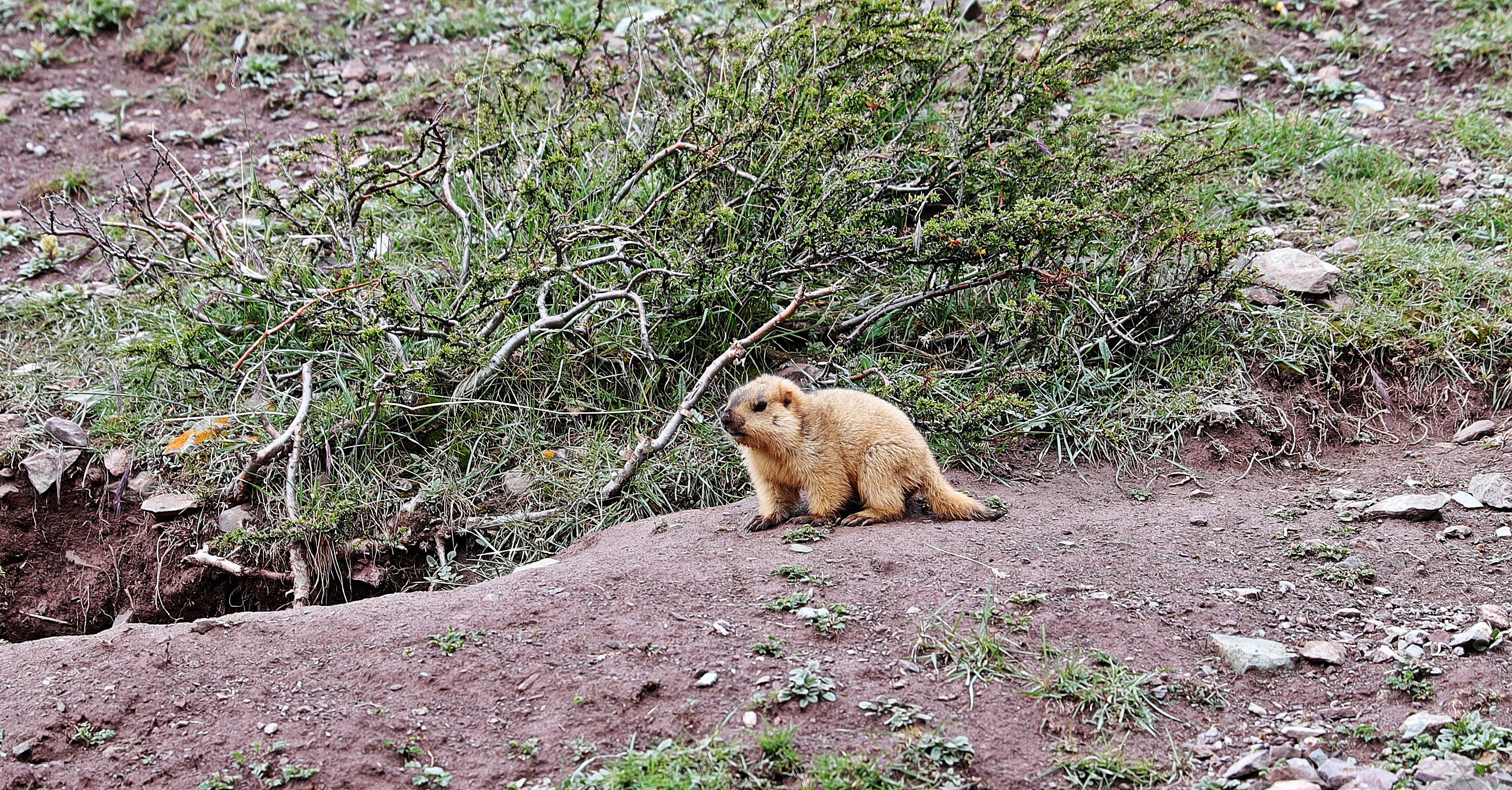 Marmot on the Markha Valley trek