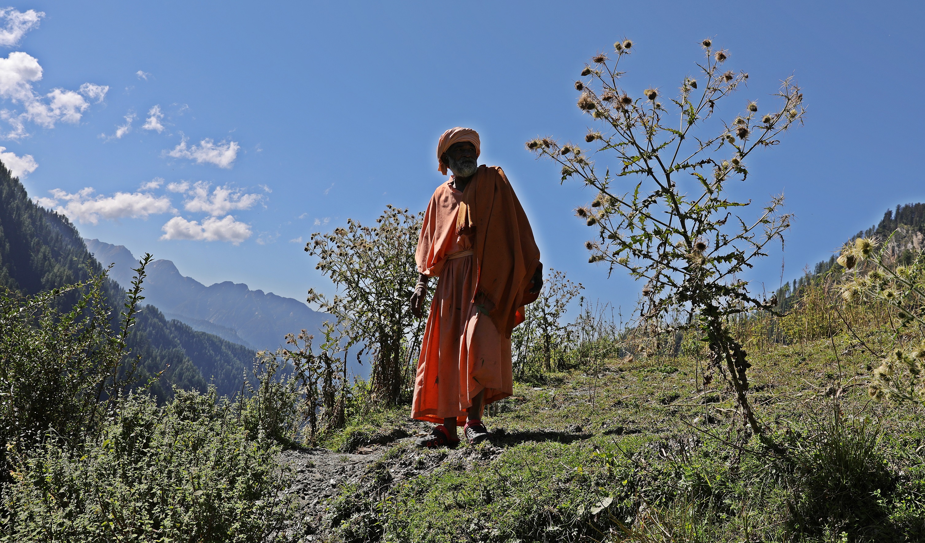 A Sadhu picking marijuana buds near Malana, Himachal Pradesh
