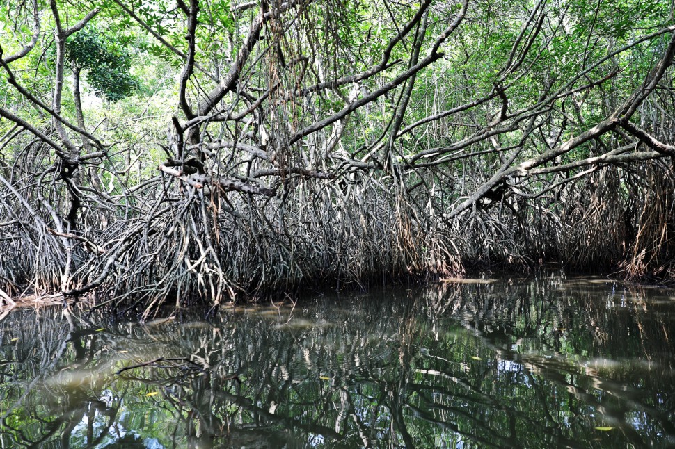 Mangrove Forest, Bentota River, Sri Lanka