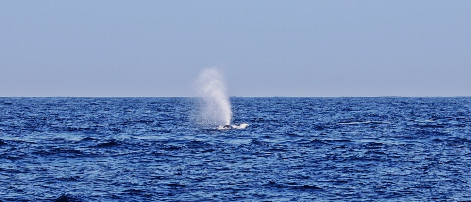Blue whale's water spout, Mirissa, Sri Lanka