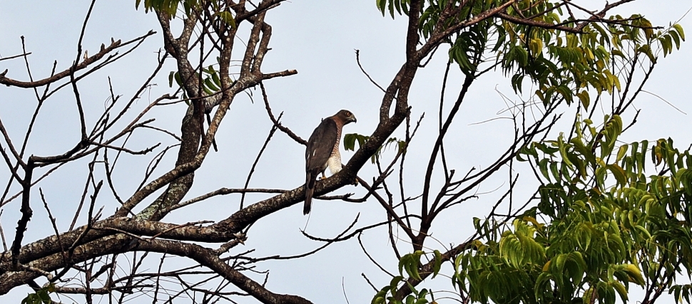 Hawk, Tangalle, Sri Lanka