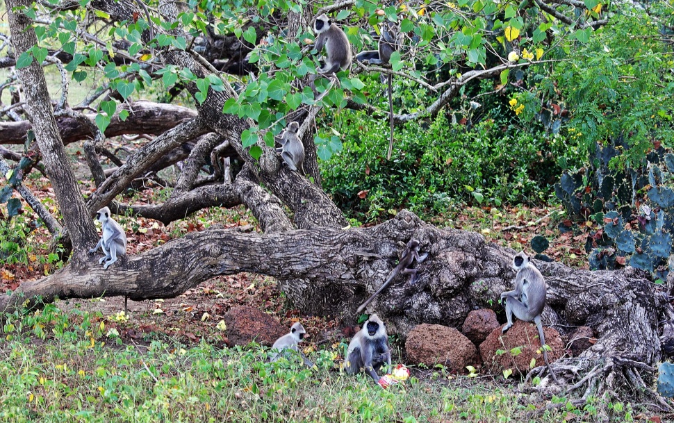 Grey Langur Monkeys, Yala National Park