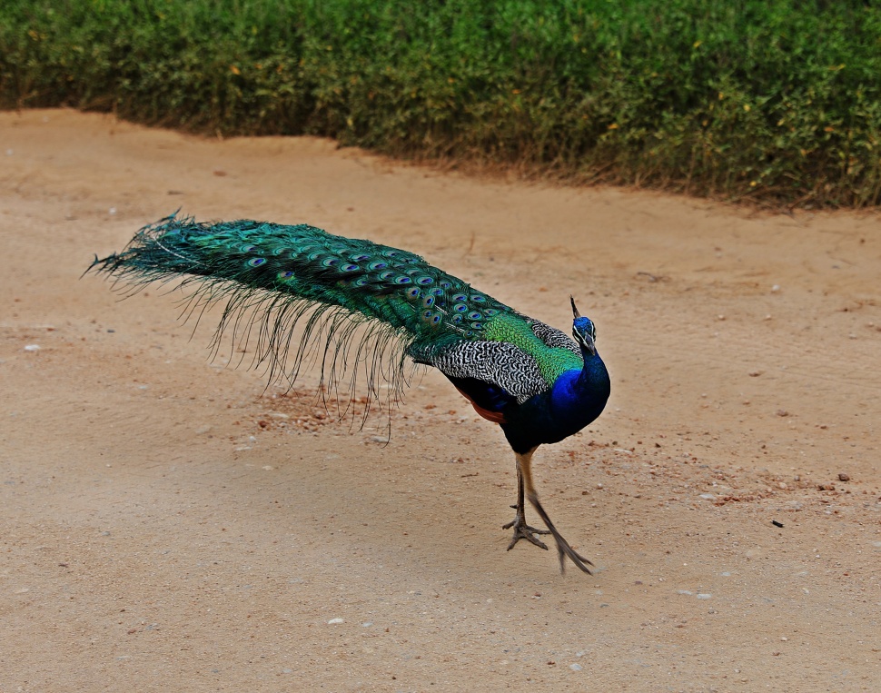 Peacock, Uda Walawe National Park