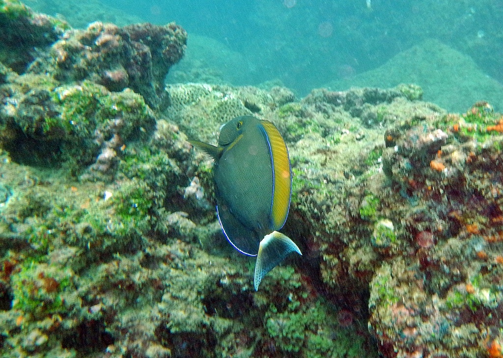 Reef fish, Hikkaduwa