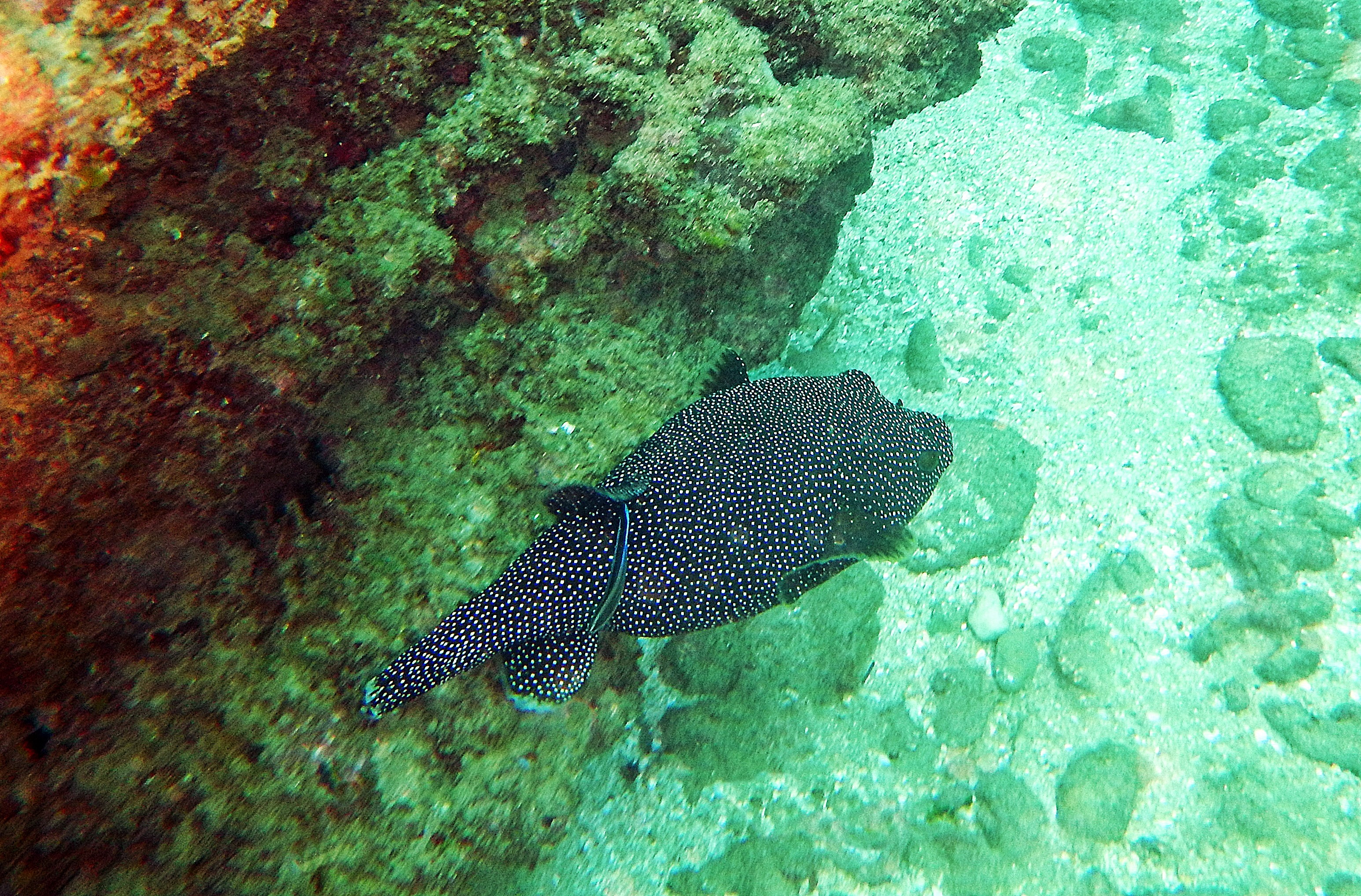 Pufferfish, Hikkaduwa