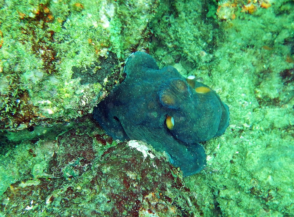 Octopus changing colours, Hikkaduwa