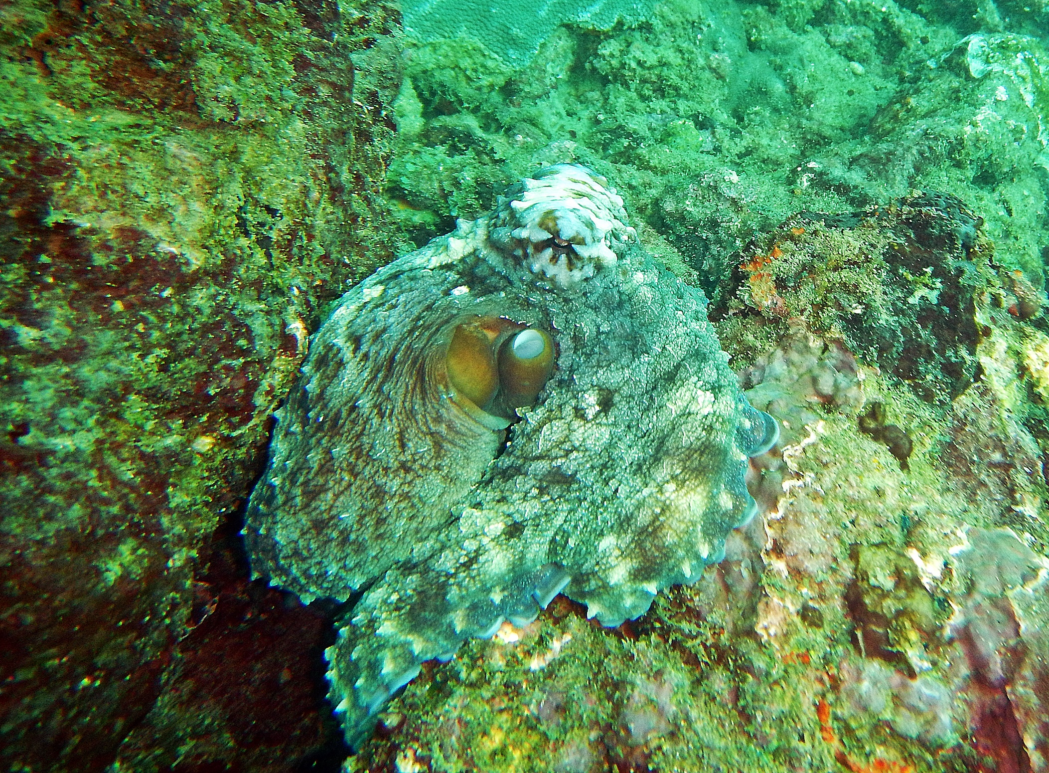 Octopus, Hikkaduwa
