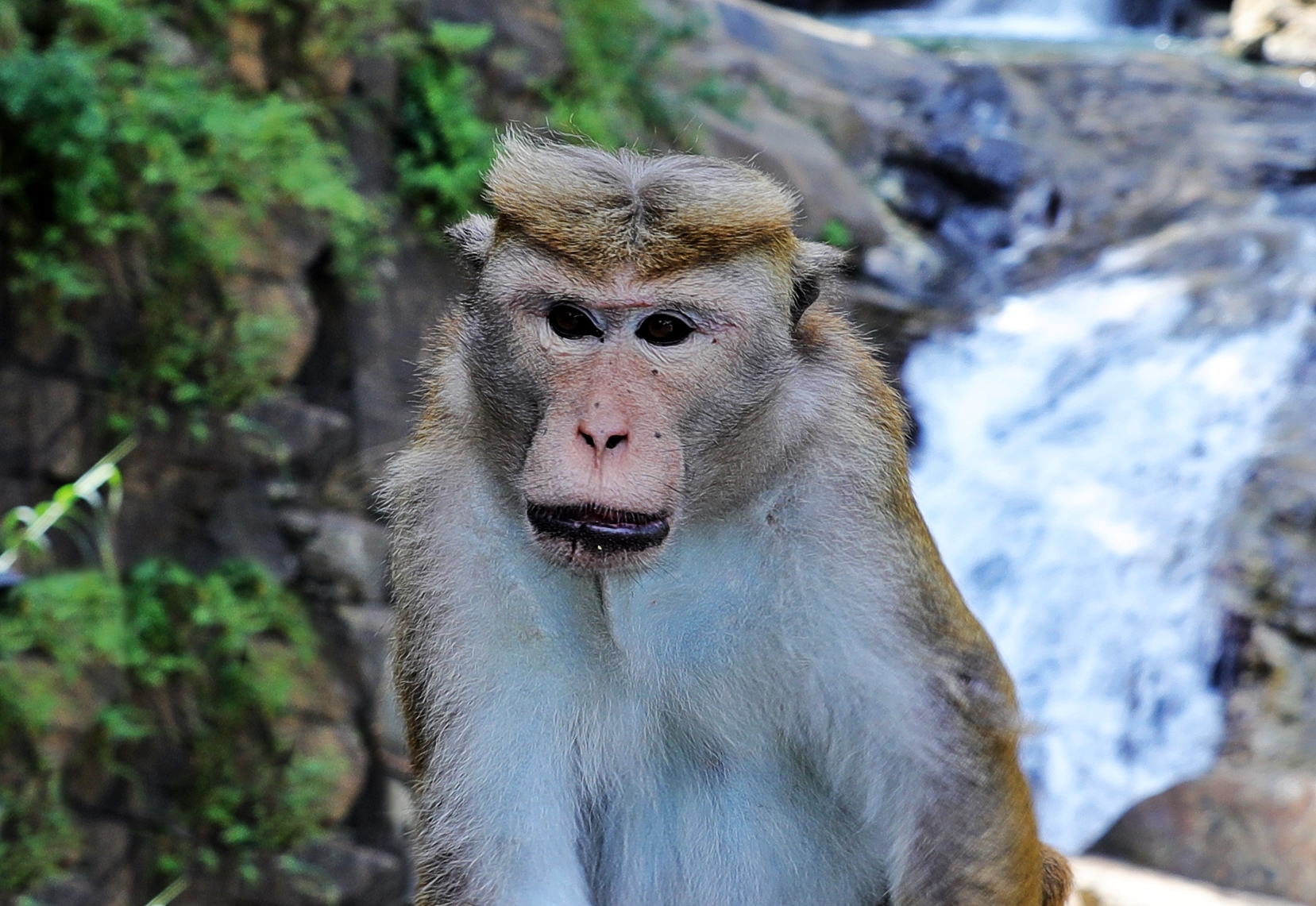 Toque Macaque at Rawana Waterfall