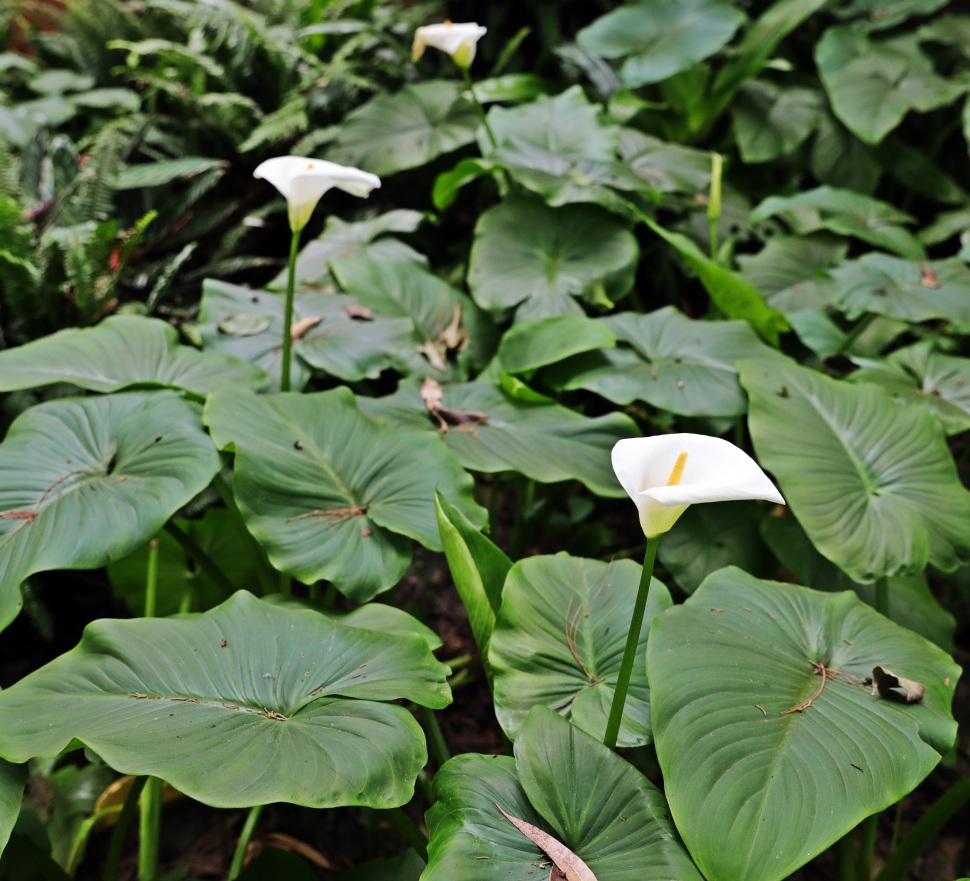 Wild Calla Lilies, Nuwara Eliya