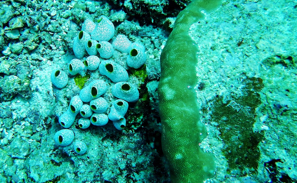 Sea squirts, Maldives