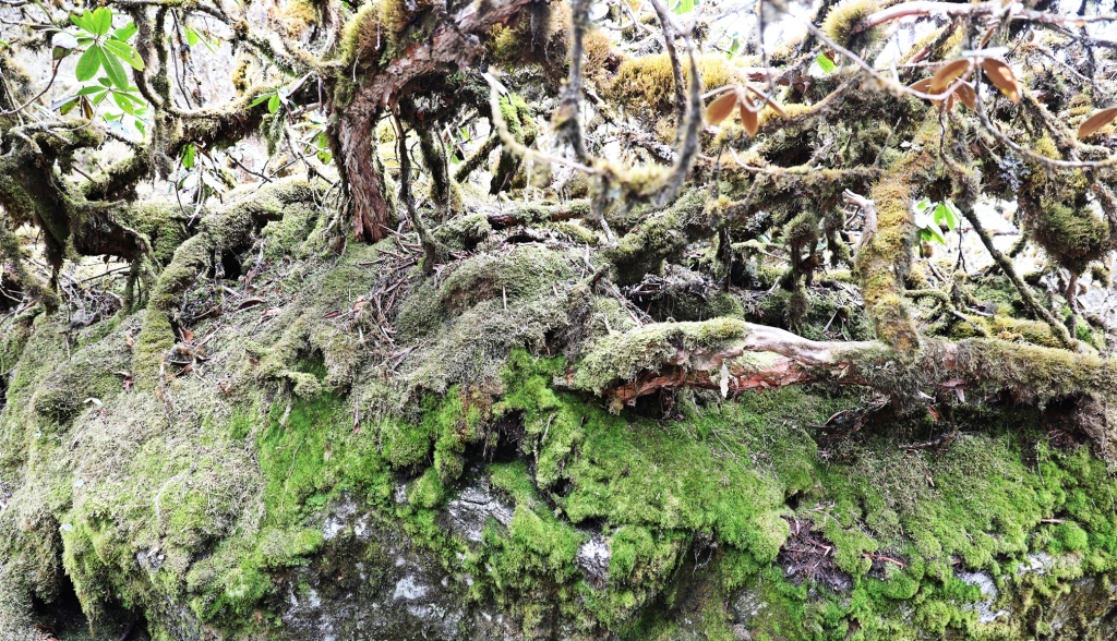 Spooky moss forest, Day 3, Goecha La Trek