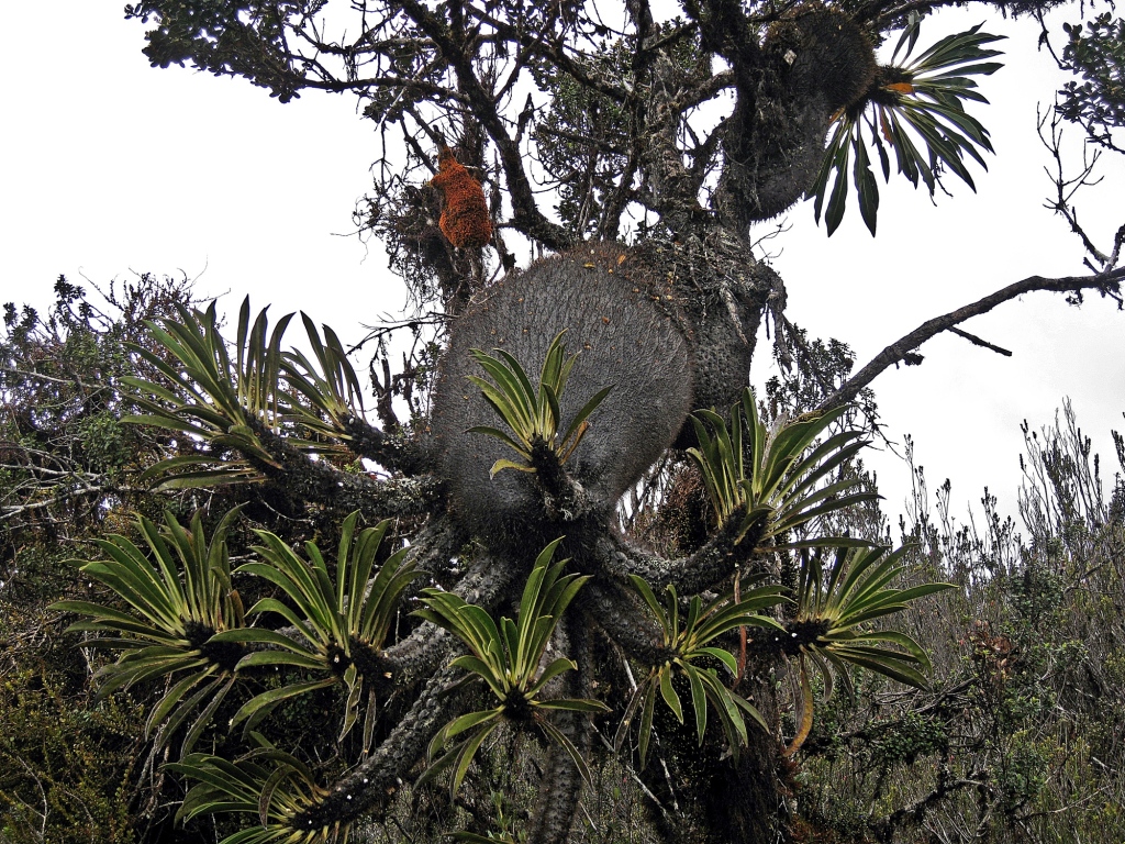 Sarang semut plant, Papua Province