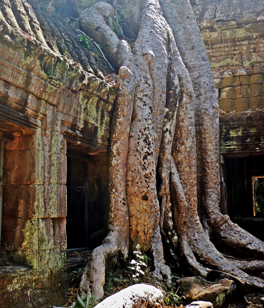 Strangler fig covering a doorway, Ta Prohm