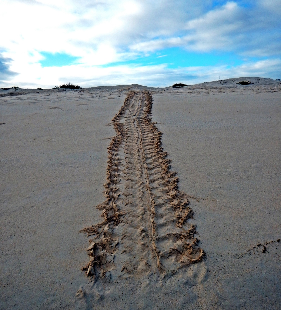 Green Sea Turtle tracks in the sand, Galapagos