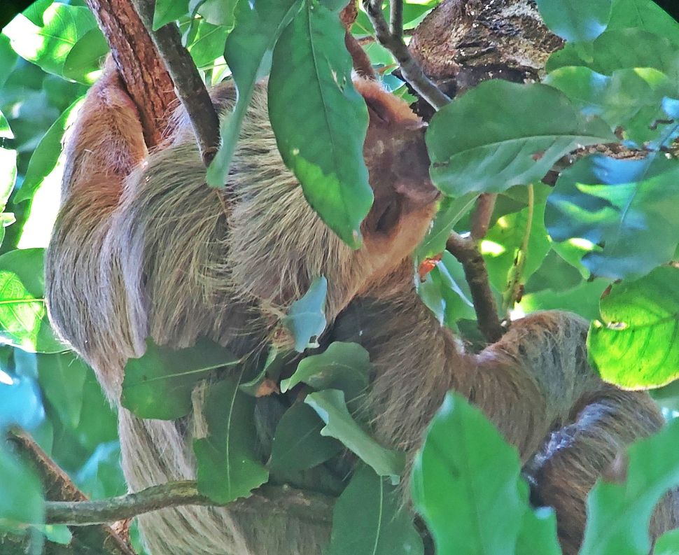 Sleeping face of a Two-Toed Sloth, Manuel Antonio National Park