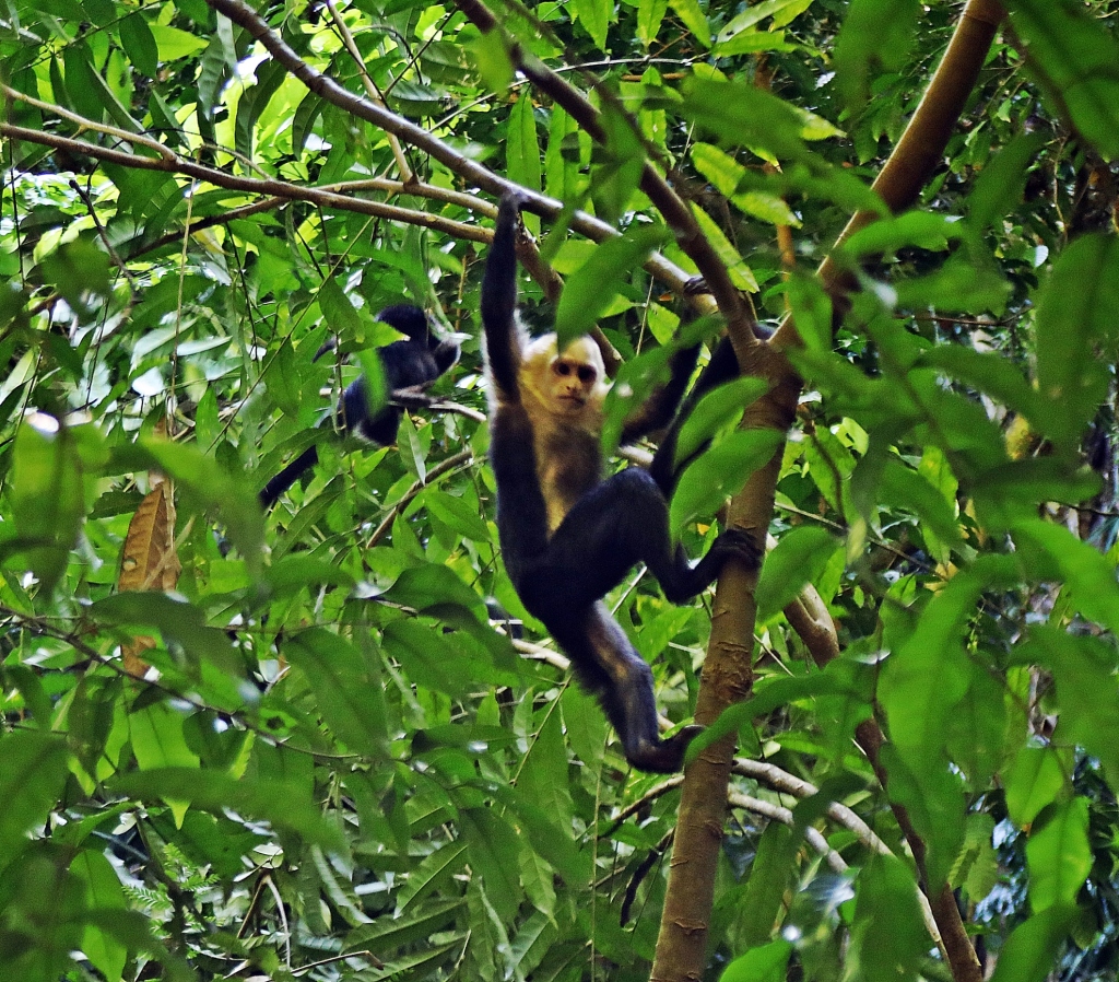 Capuchin Monkey, Manuel Antonio National Park