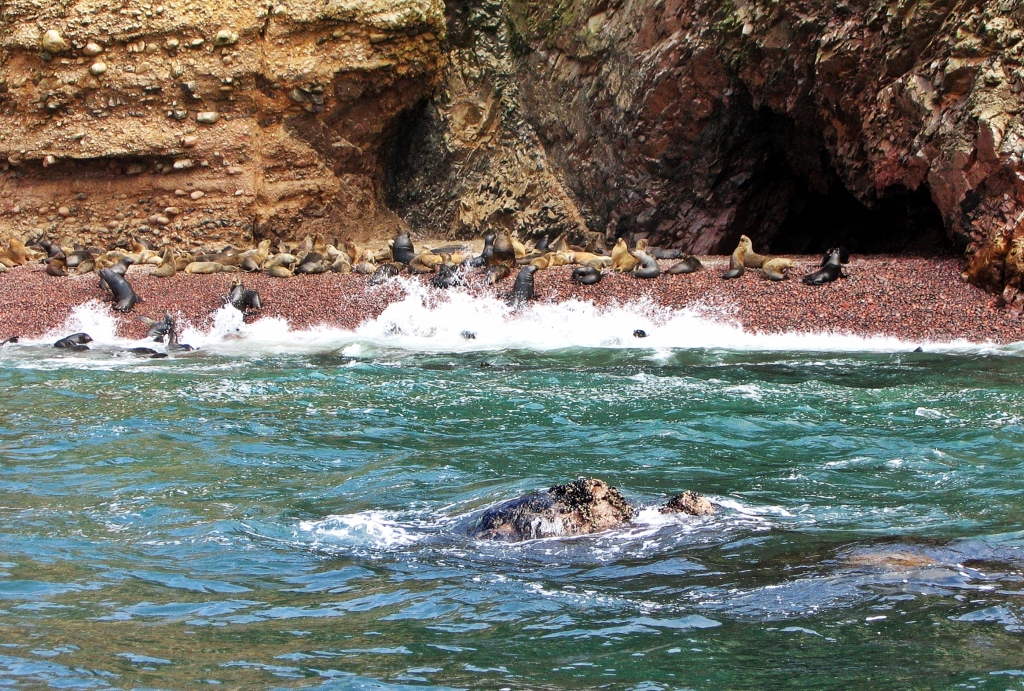Sea lions, Islas Ballestas