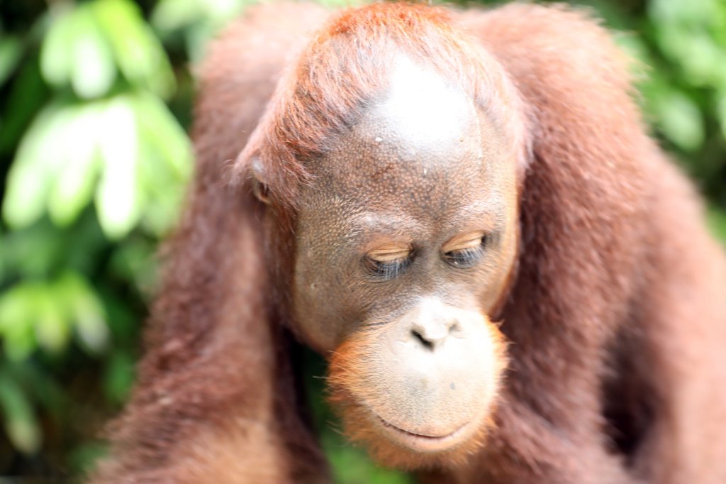 Sepilok Orangutan Rehabilitation Centre, Borneo