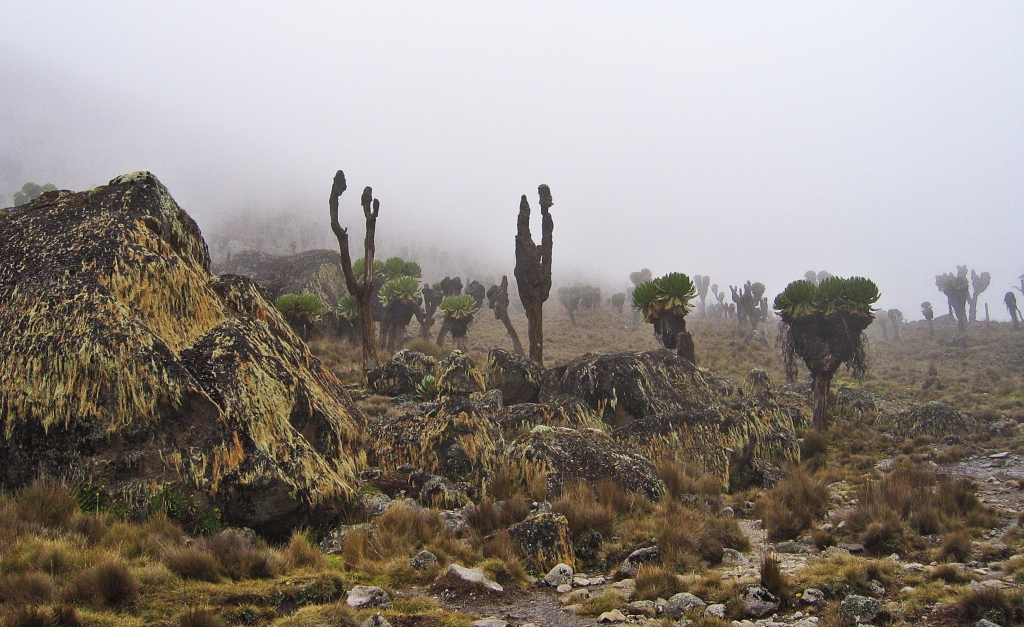 Giant groundsel, Mount Kenya