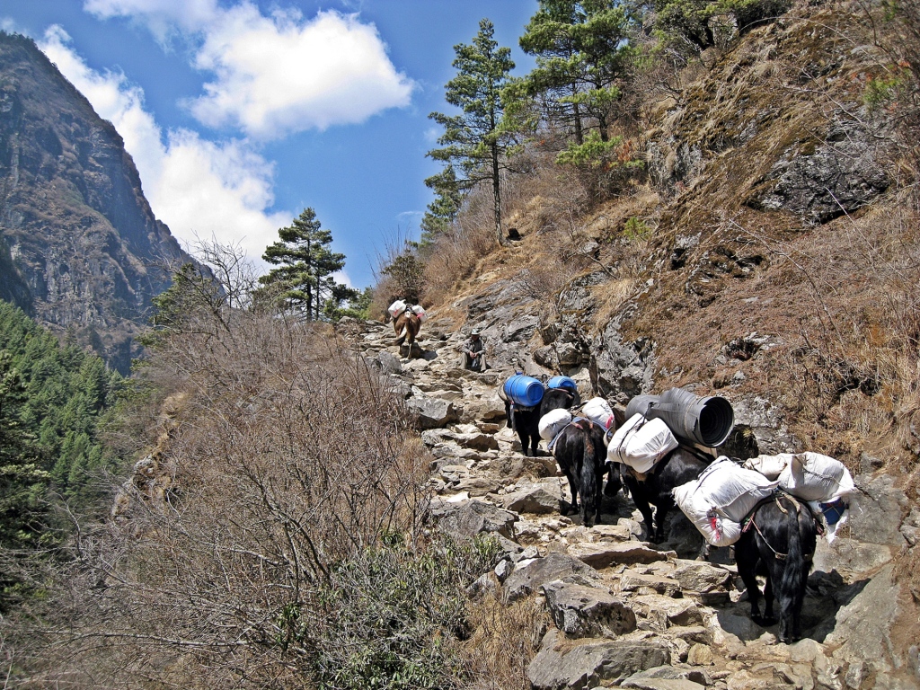 Mules loaded with supplies, Everest region