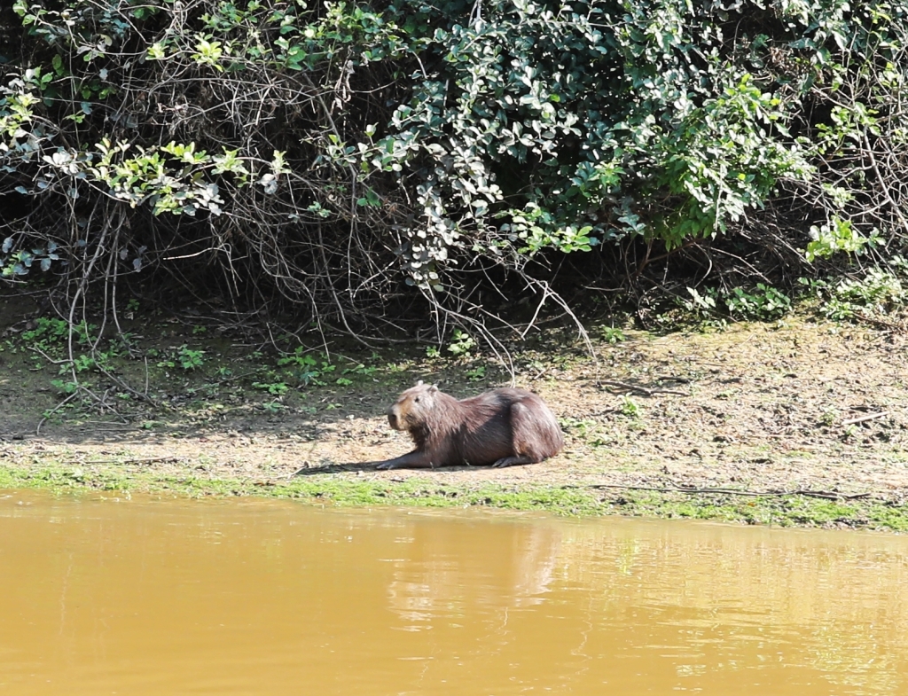 Capybara, Yacuma River Pampas