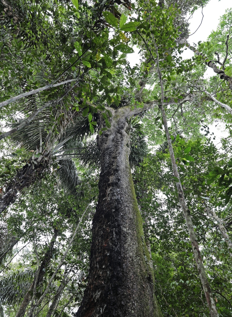 Brazil Nut Tree, Amazonas