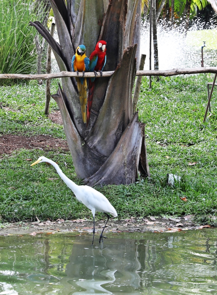 Macaws & Egret, Mangal das Garças