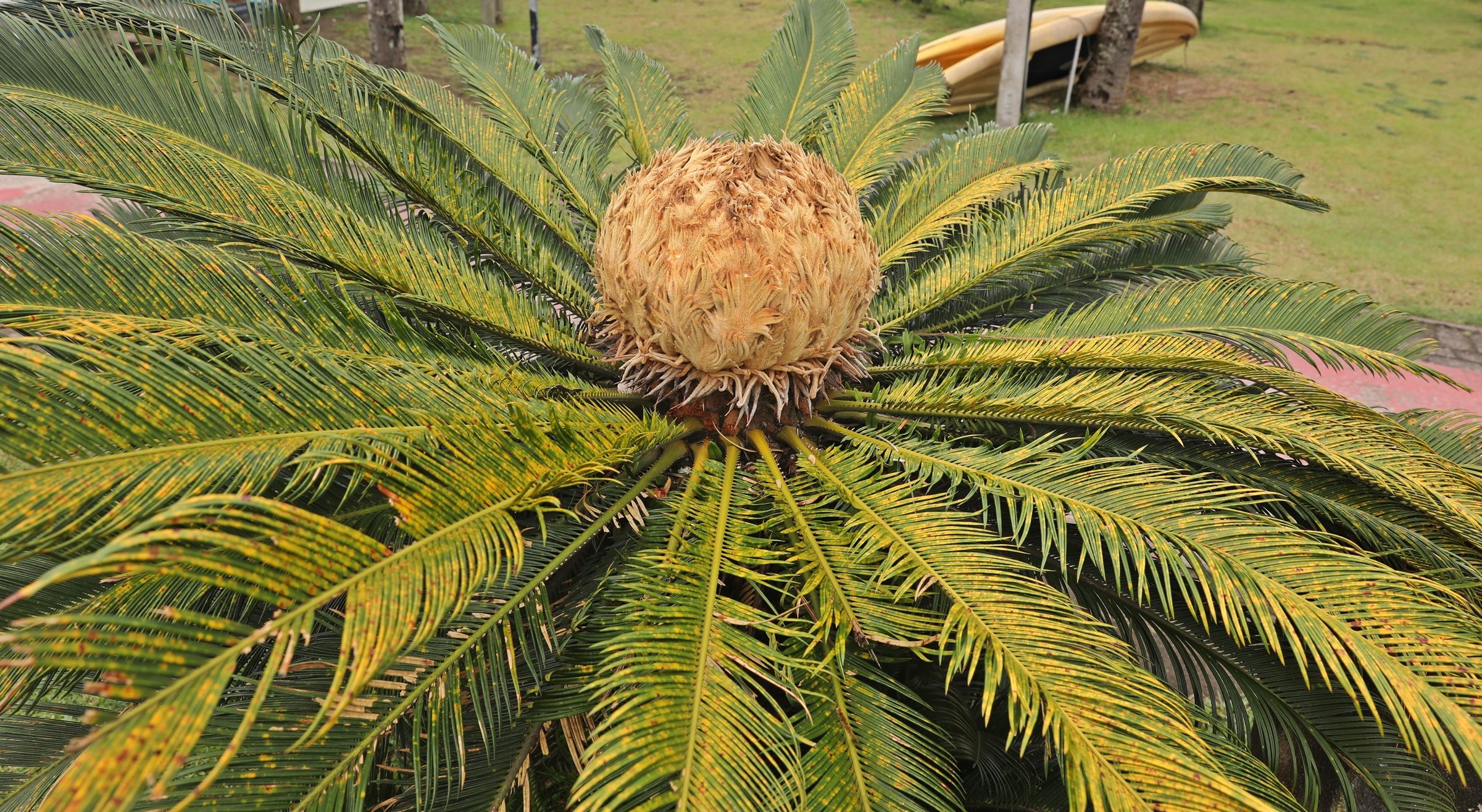 Palm, Ilhabela